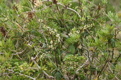 Asparagus falcatus