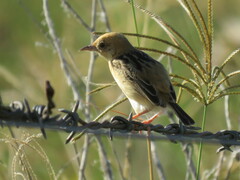 Cisticola exilis