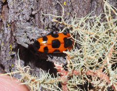 Episcaphula australis