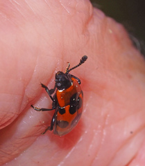 Episcaphula australis