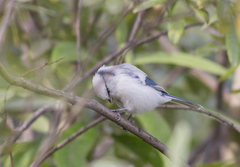 Cyanistes cyanus
