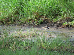 Elseyornis melanops