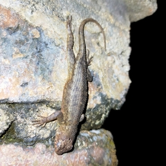Sceloporus nelsoni