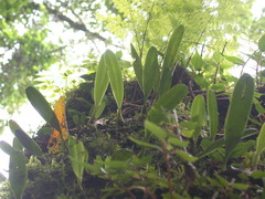 Bulbophyllum omerandrum