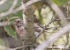 Carpodacus sibiricus