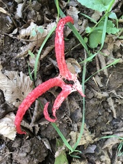 Clathrus archeri