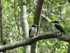 Todiramphus sordidus