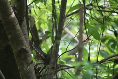 Rhipidura albicollis