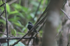 Rhipidura albicollis