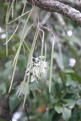 Dendrobium teretifolium