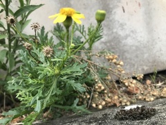Senecio squalidus
