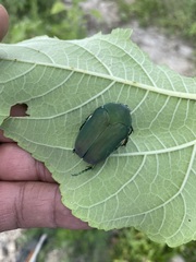 Cotinis mutabilis typica
