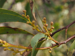 Acacia obliquinervia