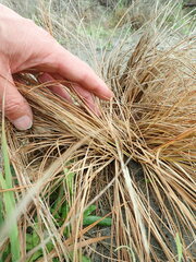 Carex testacea