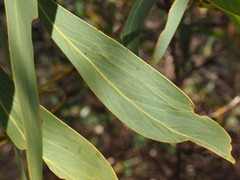Acacia obliquinervia