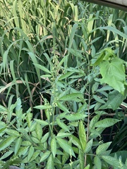 Ohwia caudata