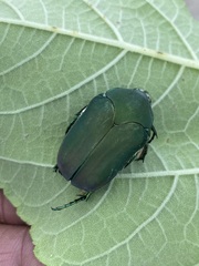Cotinis mutabilis typica