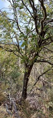 Acacia obliquinervia