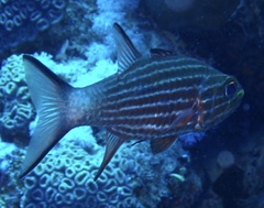 Cheilodipterus macrodon