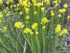 Glischrocaryon behrii