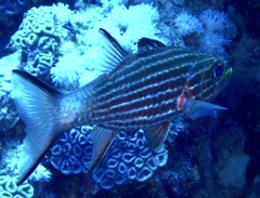 Cheilodipterus macrodon