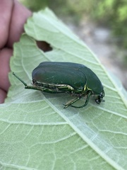 Cotinis mutabilis typica
