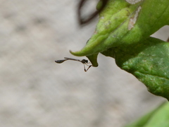 Leptopteromyia americana