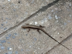 Eutropis multifasciata