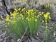 Glischrocaryon behrii