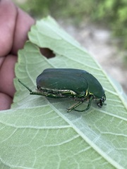Cotinis mutabilis typica