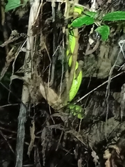 Trimeresurus albolabris