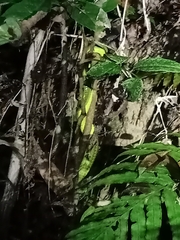 Trimeresurus albolabris