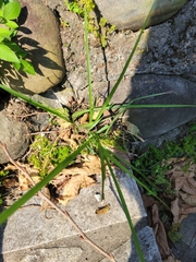 Eleusine indica