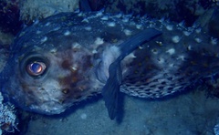Cyclichthys spilostylus