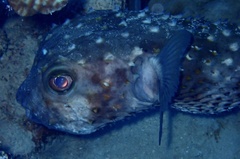 Cyclichthys spilostylus