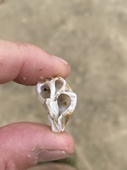 Maxwellia santarosana