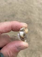 Maxwellia santarosana