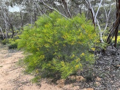 Acacia ligulata