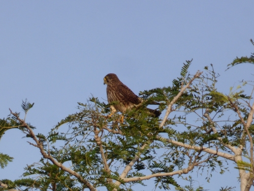 Eurasian Kestrel