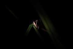 Phricta spinosa