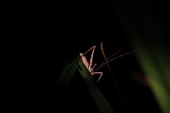 Phricta spinosa