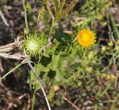 Grindelia nuda
