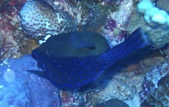 Ostracion cyanurus
