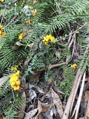 Pultenaea gunnii