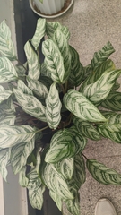 Aglaonema commutatum