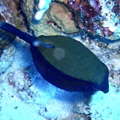 Ostracion cyanurus
