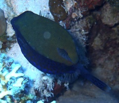 Ostracion cyanurus