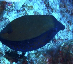 Ostracion cyanurus