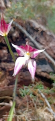 Caladenia × spectabilis