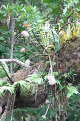 Dendrobium smillieae